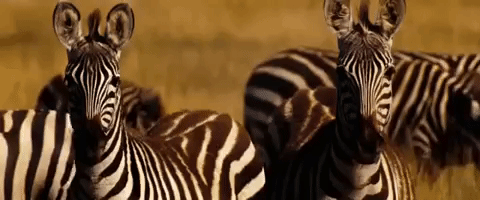 Referencias Etiquetas Zebra